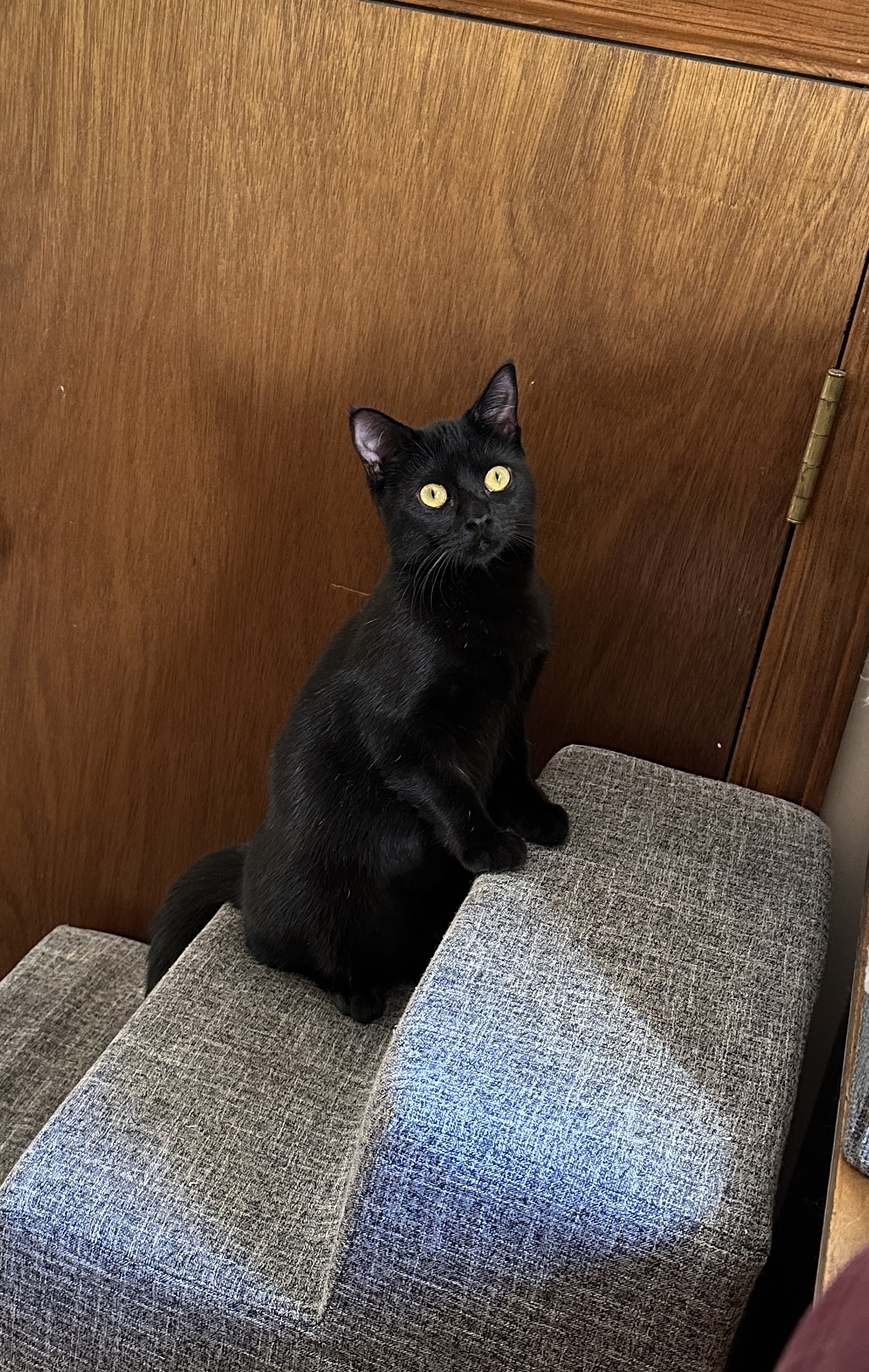Calypso